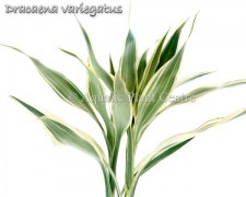 Dracaena variegatus